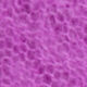 Cashmere Schal Fuchsia
