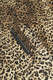 Limited Edition : Leo Bomber