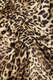Midirock Leo