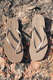 Flip Flop Tapered Sand