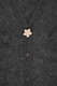 Knopf Cover, Golden Flower
